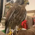 طير شبوط مدرب