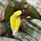 طيور روز اليفه