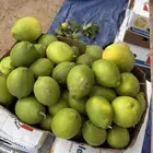 ليمون بيع جمله