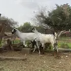ثلاث ماعز ثنيتين وجدعه