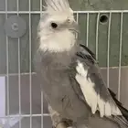 طير كروان منتج غير اليف