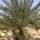 15 نخل للبيع