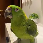 ببغاء امزوني
