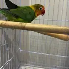 عصافير للبيع