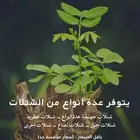 اي شتلات موجوده من العطريات جميع الشتلات علا الطلب