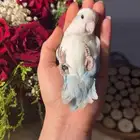 للبيع ببغاء الروز الأليف