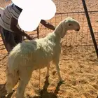 مشروع فحل صنف عيسي