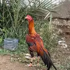 ديك باكستاني