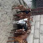 تيوس وعنقان حص