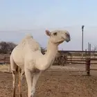 بكره