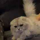 قط للبيع السعر300