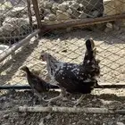 دجاج عربي ( ماكنتوش)