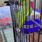 بغبغاء دره الهندي للبيع