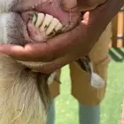 بورقوت فحل نادر