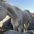 خيل عربي شعبي