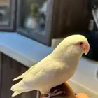 روز البينو مستوى ماشاءالله و بياضين