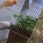ذكر كناري
