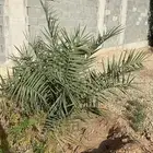 نخل خلاص