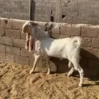 تيس هولندي