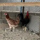 دجاج عربي فري اصيل