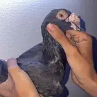 حمام زينه منوع