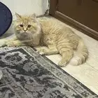 قط قطط لتبني