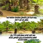 نخل واشنطن حسب الطلب