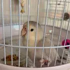 ببغاء روز