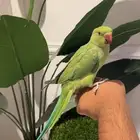 ببغاء دره هندي اليف ماعنده عض نهائيا ويقبل المسح على الجسم