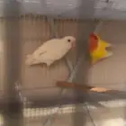 ابها