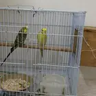 زوج بادجي