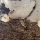 حمام زغاليل