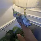 فرخ كروان أليف نهاية غر