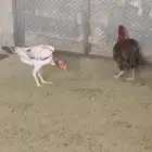 دجاج شامو ياباني تحضين وعلى الشرط