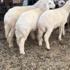 السلام عليكم ورحمة الله وبركاته للبيع طليان