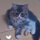قطط لتبني