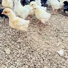 صوص دجاج