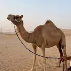 للبيع ناقه عمانيه لقحه قريب