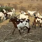 تيوس مناسبات