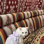 قطه للبيع نظيفه وهاديه انثى