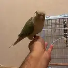 تم البيع تم البيع كنيور نعناعي لون جميل