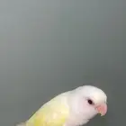 عصفور روز أليف