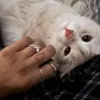 تم التبني