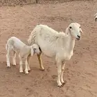 خلفه تحتها رخل