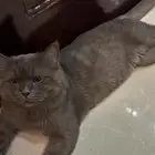 قطة