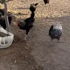 دجاج بياض