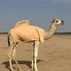 قعود باتلي كفو