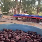 للبيع تمر حلوه بقعاء