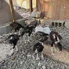 دجاج باكستاني العمر 7شهور