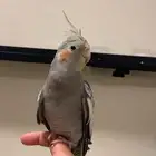 (مباع) كروان نورمل متكلم جد ا اليف نشبه (فاخر)